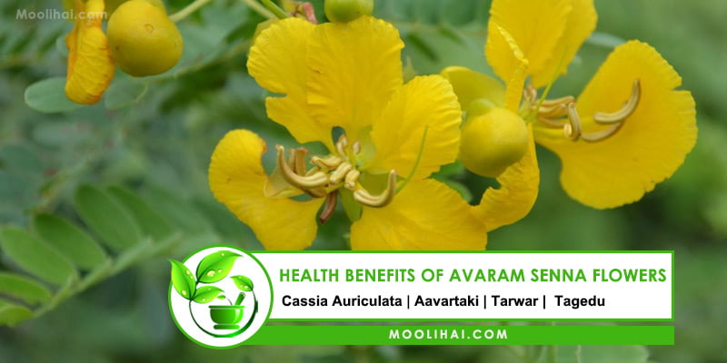 Health Benefits of Avaram Senna Flowers