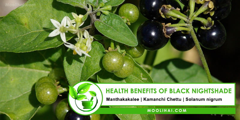 Health Benefits of Black Nightshade