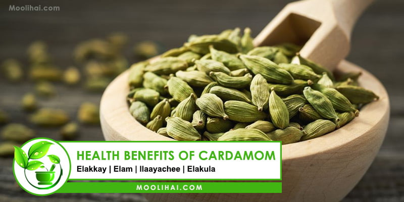 Health Benefits of Cardamom [Medicinal properties & Side Effects]