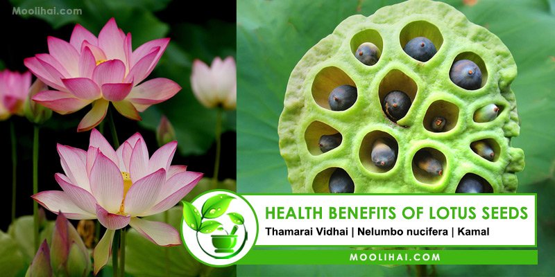 25 Possible Health Benefits of Lotus Seeds (Makhanas/Fox Nuts)