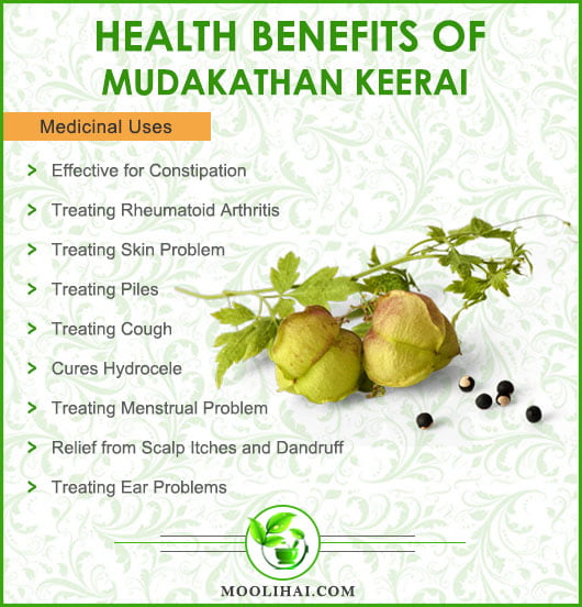 Mudakathan Keerai (Balloon Plant) Medicinal Properties & Health Benefits -  