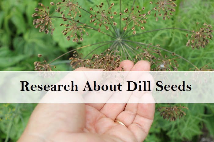 Research about dill