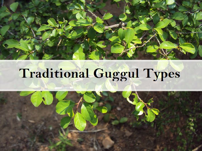 Traditional Guggul Types