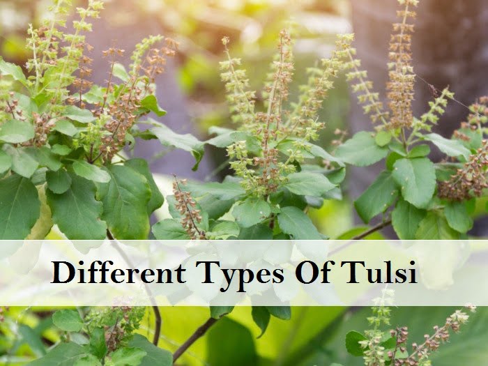 Types of Tulsi