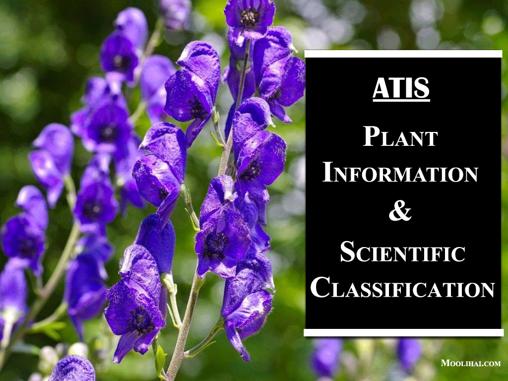 atis-plant-information