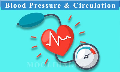 nutmeg-Blood-Pressure-and-Circulation