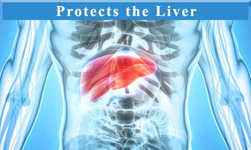 nutmeg-Protects-the-Liver