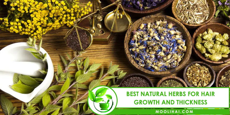 Top 10 Best Natural Herbs for Hair Growth and Thickness