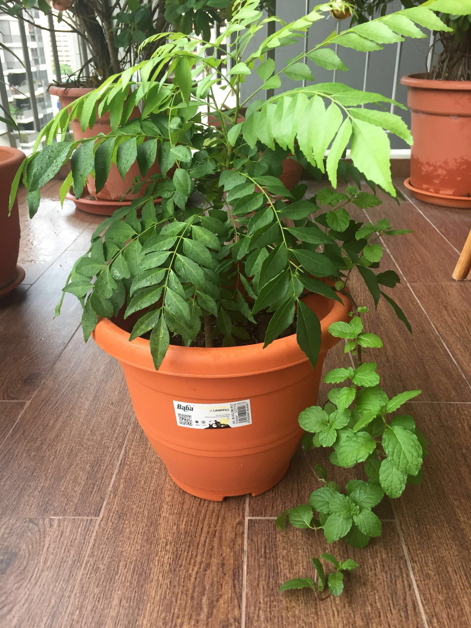 Surprising Benefits of Curry Leaves (Kadi Patta) for