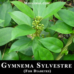 Gymnema-Sylvestre