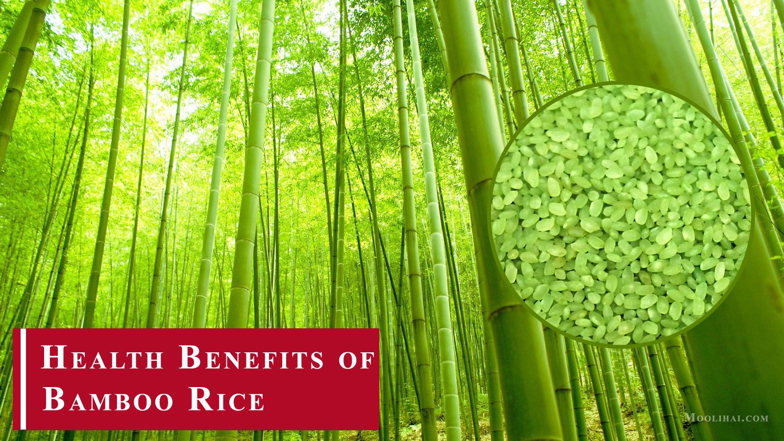 Bamboo Rice: Everything You Need To Know - Moolihai.com