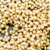 White Sorghum- Vellai Cholam- 250 grams