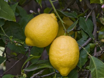 primofiori-lemon - Moolihai.com