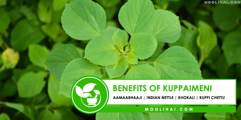 Uses & Health Benefits of Kuppaimeni | Acalypha Indica 