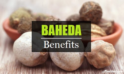 Medicinal Benefits of Baheda | Ayurvedic Herb Bibhitaki 