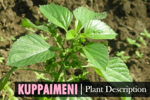 Uses Health Benefits Of Kuppaimeni Acalypha Indica Moolihai