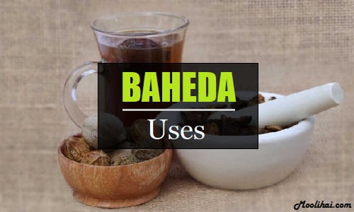 Medicinal Benefits of Baheda | Ayurvedic Herb Bibhitaki 