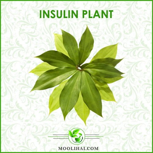 Insulin-Plant