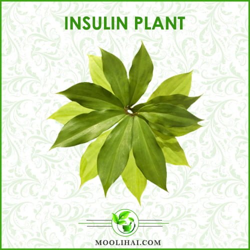 Amazing Health Benefits & Medicinal Values of Insulin Plant