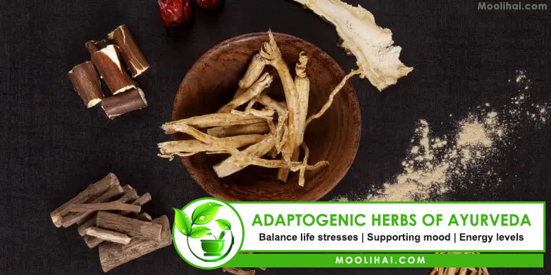 ADAPTOGENIC HERBS OF AYURVEDA