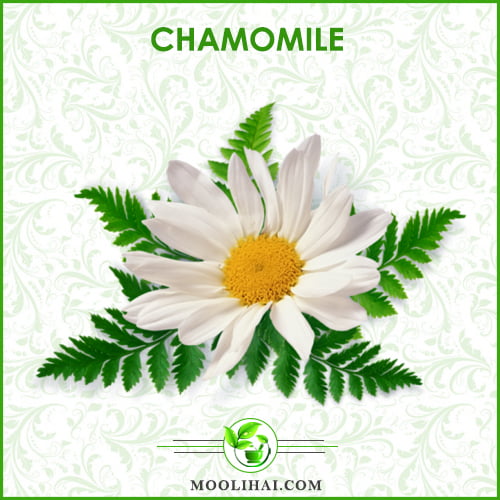 Incredible Health Benefits of Chamomile For Hair, Skin & Health - Moolihai