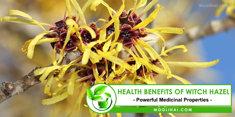 Health Benefits and Uses of Witch Hazel