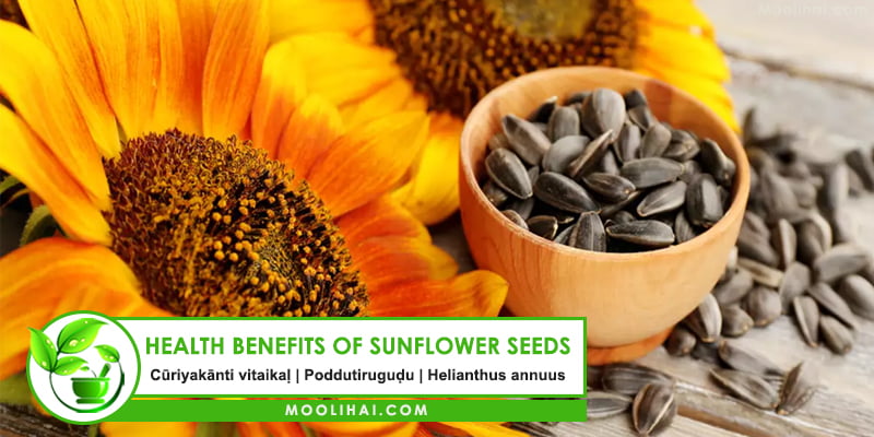 Sunflower Seeds: Health Benefits, Nutrition Facts & Uses 