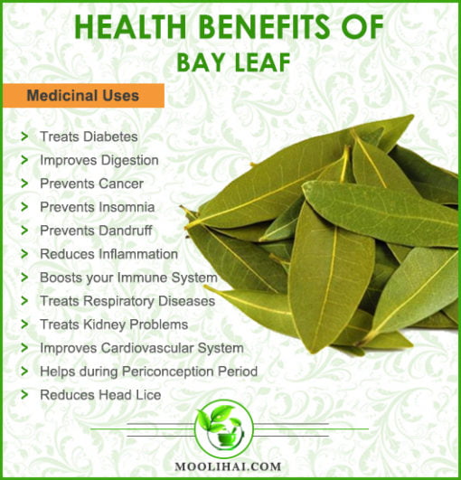 Health Benefits & Medicinal Uses of Bay Leaves - moolihai.com