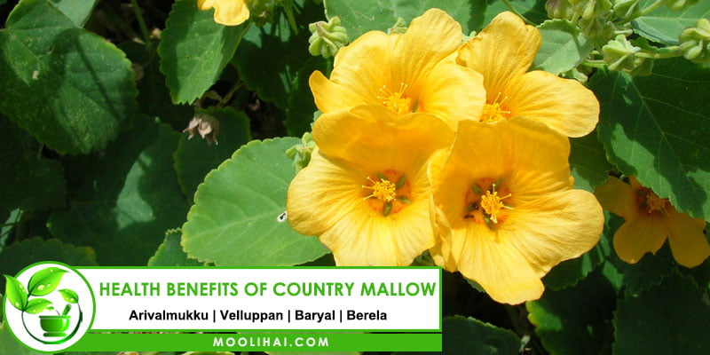 Health Benefits of Country Mallow