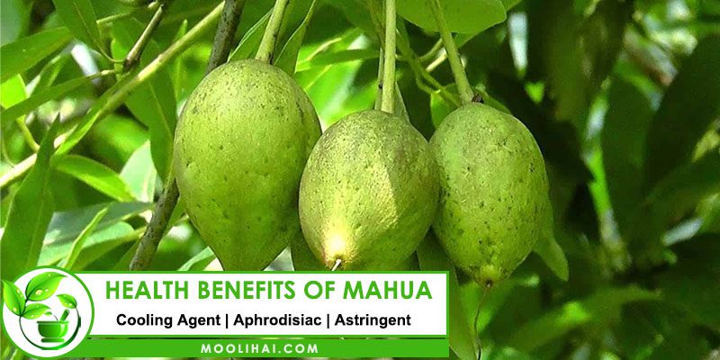 benefits of Mahua