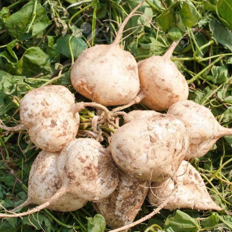 9 Health Benefits of Jicama Root Bulb